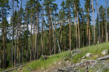 Büyük kaya ve kayaların arasında ormanda yürü.