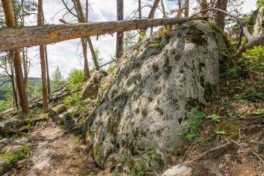 Büyük kaya ve kayaların arasında ormanda yürü.