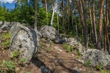 Büyük kaya ve kayaların arasında ormanda yürü.