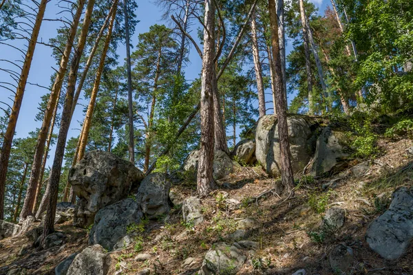 Procházka Lesem Mezi Obrovskými Balvany Kameny — Stock fotografie