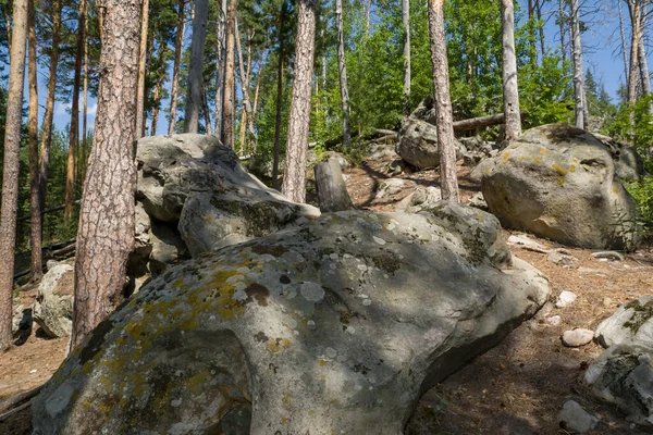 Wandel Door Het Bos Tussen Enorme Rotsblokken Stenen — Stockfoto