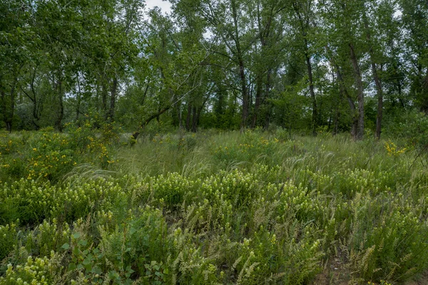 緑の花の牧草地を歩く — ストック写真