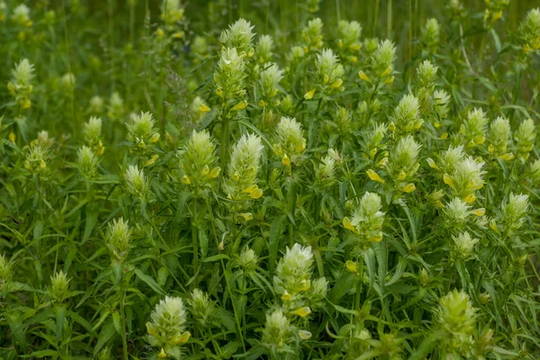 緑の花の牧草地を歩く — ストック写真