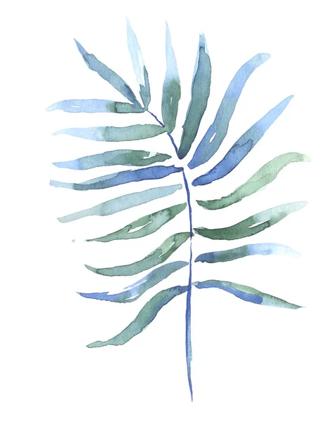 Akvarell Teckning Tropisk Kokos Leaf Isolerad Vit Bakgrund — Stockfoto