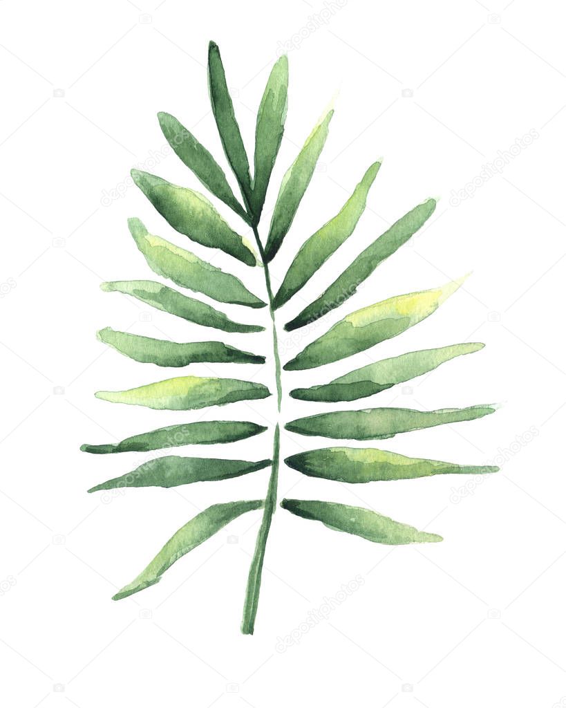 Watercolor drawing of a tropical coconut leaf isolated on white background