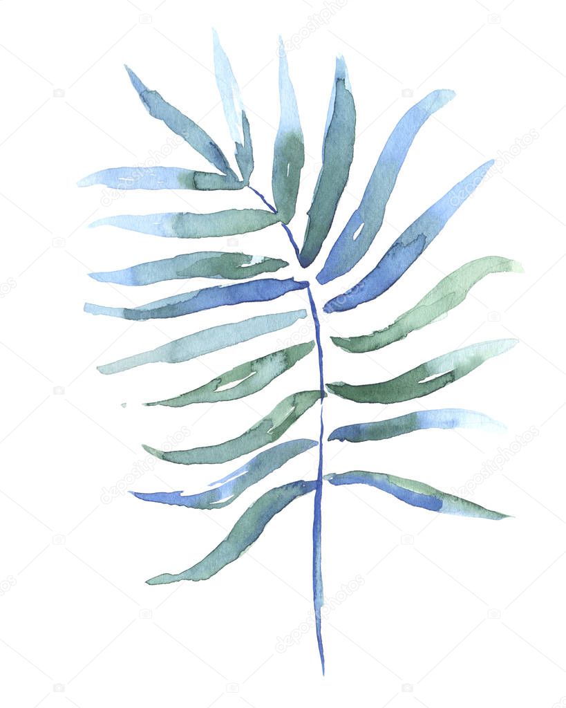 Watercolor drawing of a tropical coconut leaf isolated on white background