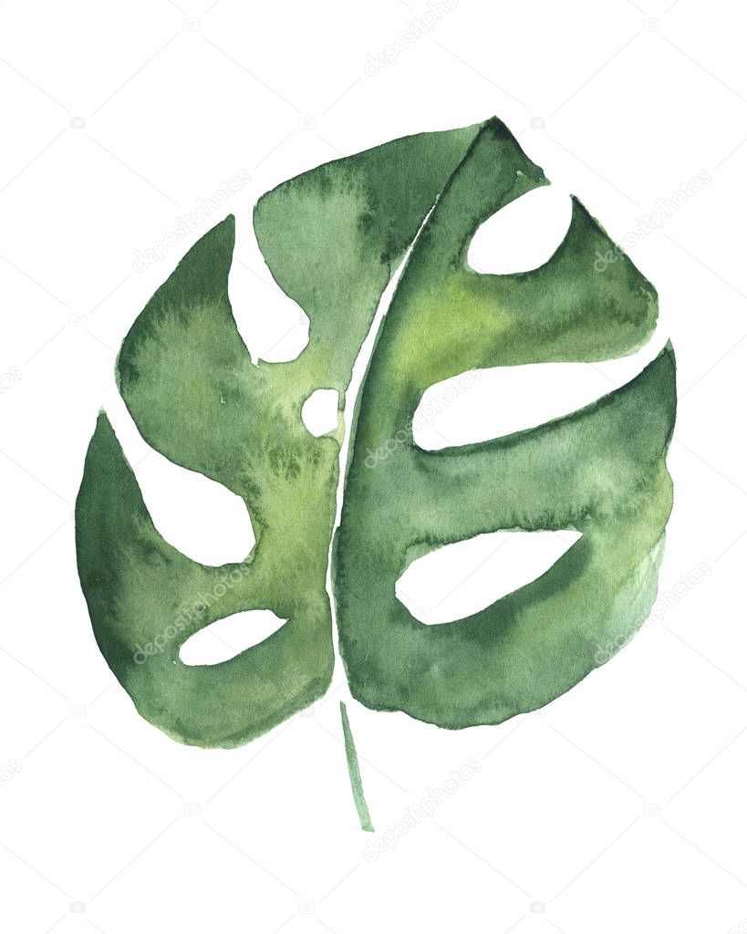 Watercolor drawing of a tropical leaf of Monstera isolated on white background