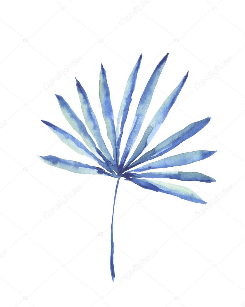 Watercolor drawing of blue pulm leaf isolated on white background 