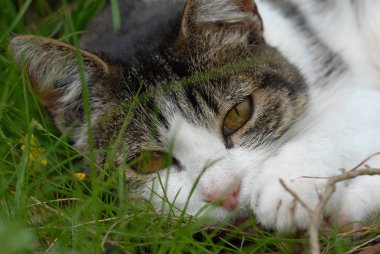 Çimenlerde yatan bir kedinin yakın çekim