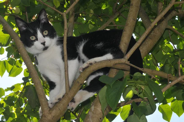 Gato Blanco Negro Árbol Cerca —  Fotos de Stock