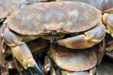 Yakın çekimde taze yengeç 