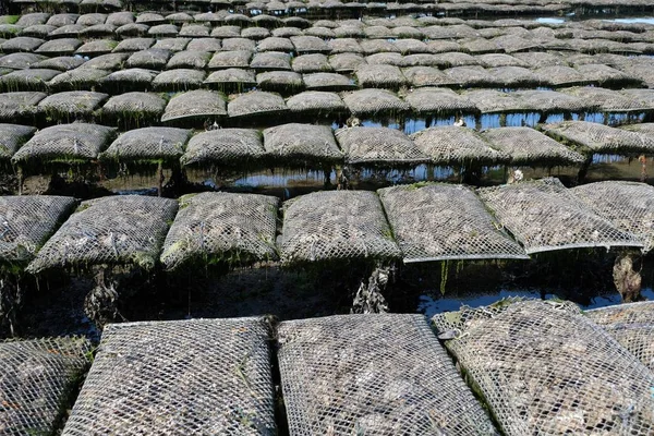 Ostron Påsar Nära Upp Ostron Park Morbihan Bukten — Stockfoto