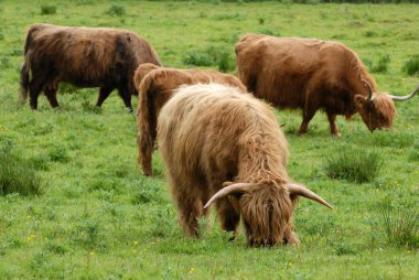 İskoçya'da bir alanda beyaz yayla sürüsü