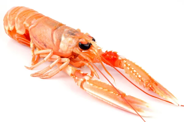 Langoustine beyaz arka plan üzerinde closeup
