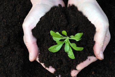 Elinde çömlekçilik toprak bitki