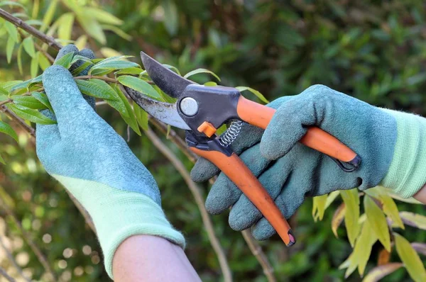 Ast Mit Gartenschere Aus Nächster Nähe Schneiden — Stockfoto