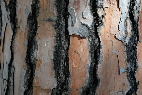 Bark of a plane tree close up