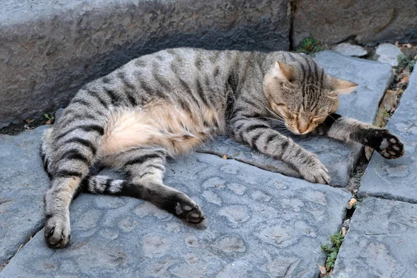 Schlafende Katze Auf Dem Kopfsteinpflaster Einer Straße — Stockfoto