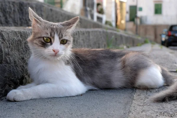 Gato Acostado Los Escalones Una Escalera —  Fotos de Stock