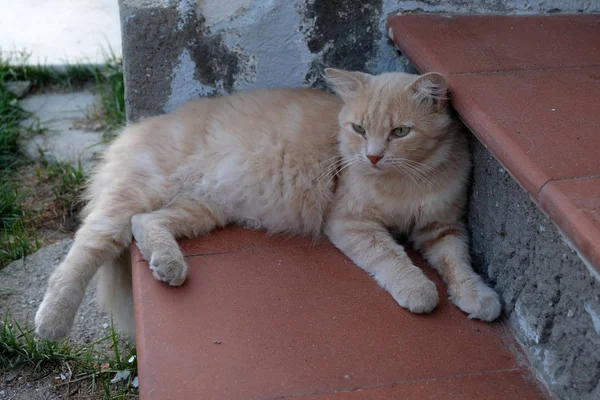 階段の階段に横たわる猫 — ストック写真