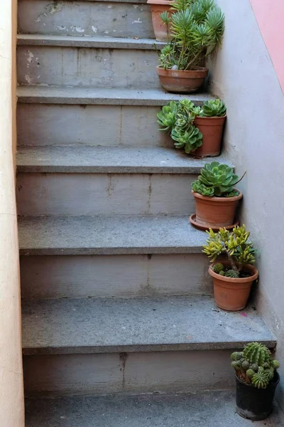楼梯上花盆中的花盆 — 图库照片