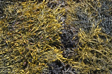 Brittany 'deki yosunlar yakın plan.