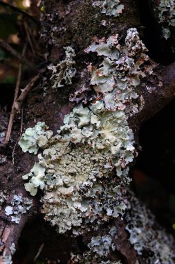 Lichen bir ağaç dalında. Yaklaş.