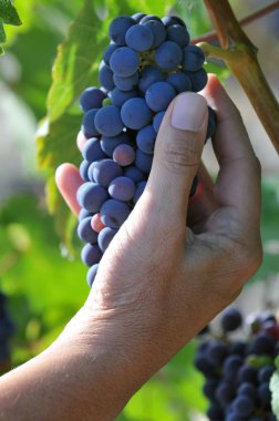 Bordeaux bölgesindeki üzüm bağlarında bir demet üzüm.