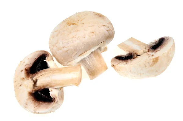 Champignons Van Parijs Close Witte Achtergrond — Stockfoto