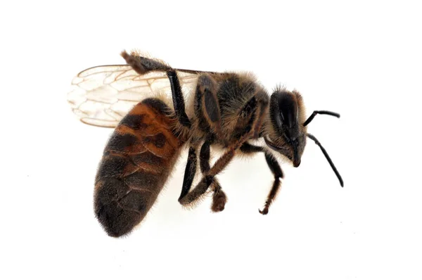 Včela Zavřít Bílém Pozadí — Stock fotografie