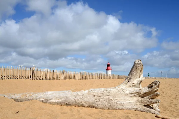 Boomstam Cotiniere Strand — Stockfoto