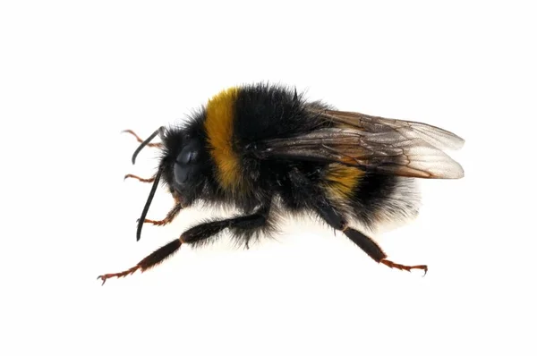 Bumblebee Vicino Sfondo Bianco — Foto Stock