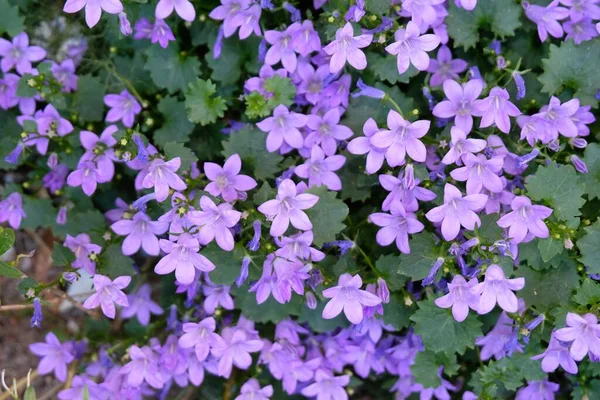 Campanulas Los Jardines Primavera Primer Plano —  Fotos de Stock