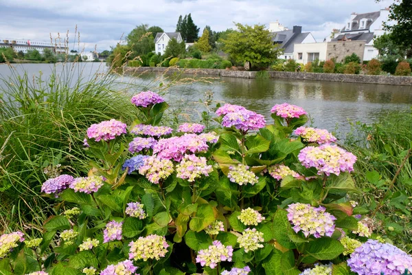 Hortensias Frente Estanque Del Duque Vannes Morbihan — Foto de Stock