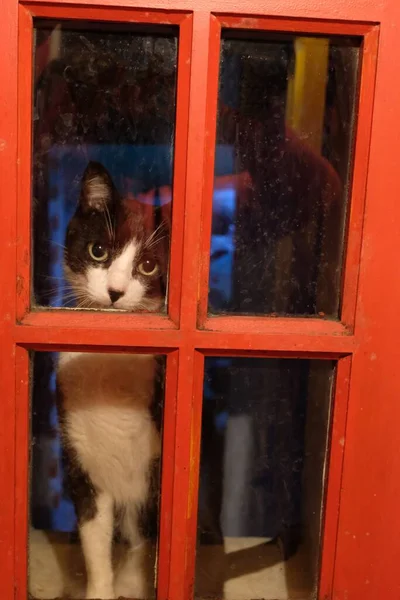 Kucing Hitam Dan Putih Belakang Jendela — Stok Foto