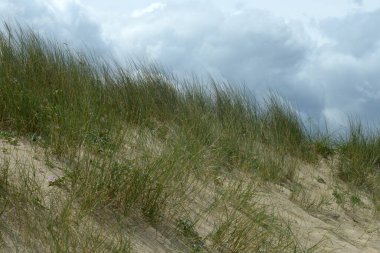 Britanya 'da çimenli kum tepeciği