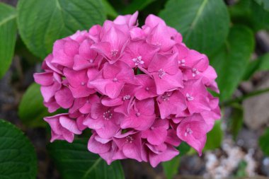 Pembe ortanca. Yakın plan.