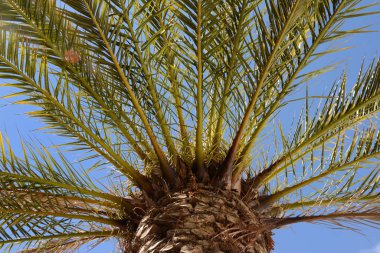 Aşağıdan görünen palmiye ağacı yakın planda. 
