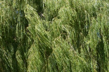 Ağlayan bir söğüt ağacının yaprakları.