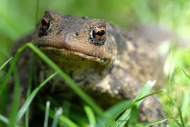 Çimlere yakın kurbağa.