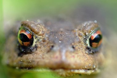 Kurbağa kafa, yaklaş. 