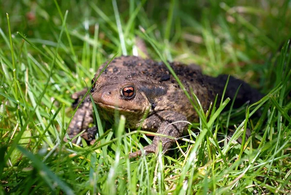 Padda Närbild Gräset — Stockfoto