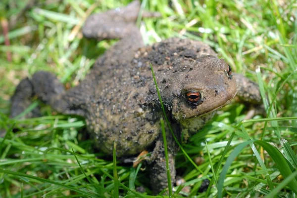 Padda Närbild Gräset — Stockfoto