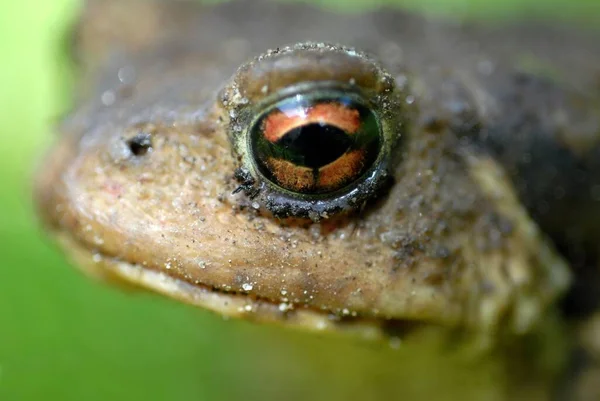 Toad Head Close — Stock Photo, Image