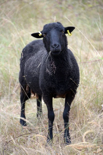 Fekete Bárány Mezőn Közelről — Stock Fotó