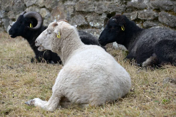 Ovelhas Carneiro Preto Campo Close — Fotografia de Stock