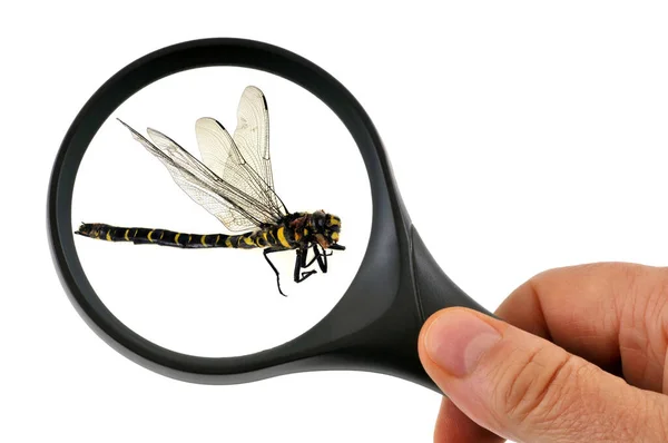 Libelle Mit Lupe Nahaufnahme Auf Weißem Hintergrund Untersucht — Stockfoto