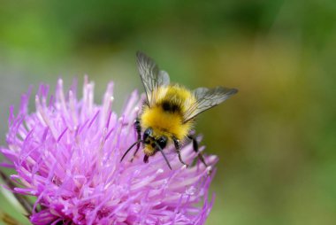Yaban arısı bir çiçeği yakından arıyor.