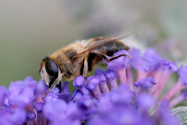 Bee Foraging Flower Close — Stock Photo, Image