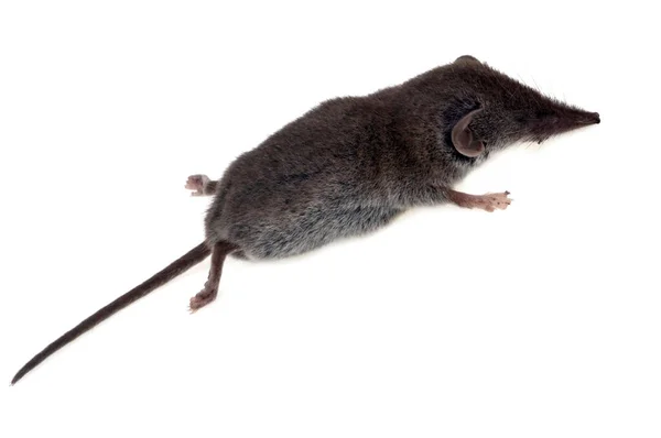 Spitzmaus Nahaufnahme Auf Weißem Hintergrund — Stockfoto